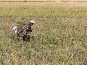 Startup Lokal Kembangkan Aplikasi Pertanian Berbasis Kecerdasan Buatan